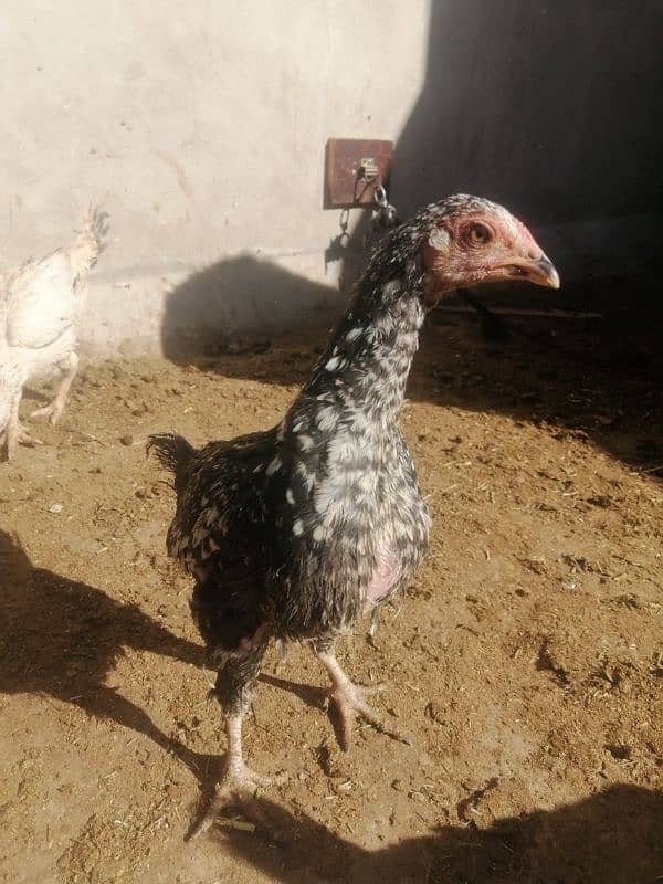 aseel chicks home breed 2 month age 3