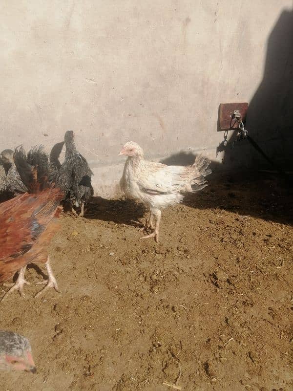 aseel chicks home breed 2 month age 5