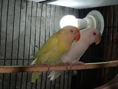 love birds for sale