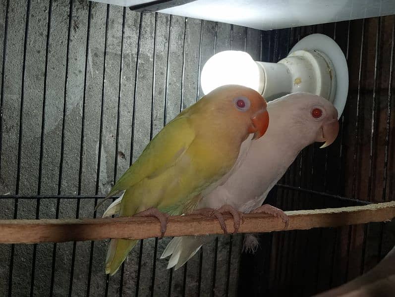 love birds for sale 0