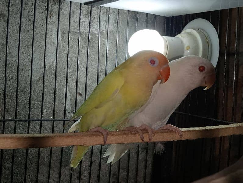 love birds for sale 1