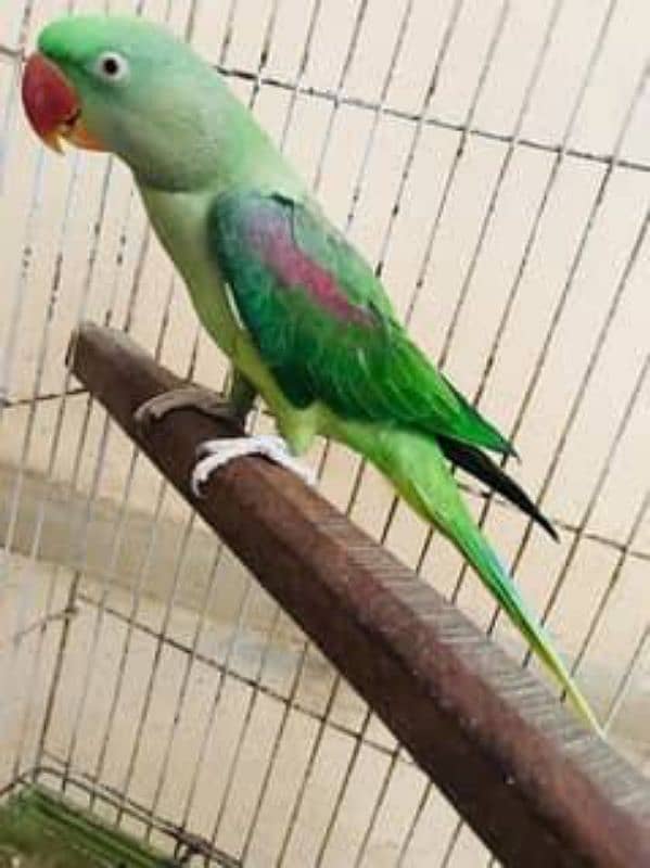 Alexander parrot/Pahari/ Raw parrot chick 0