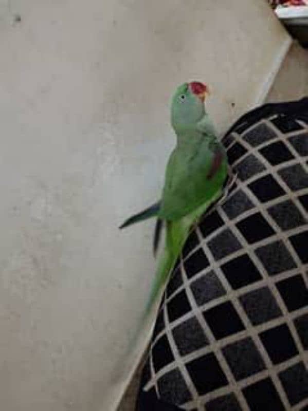 Alexander parrot/Pahari/ Raw parrot chick 1