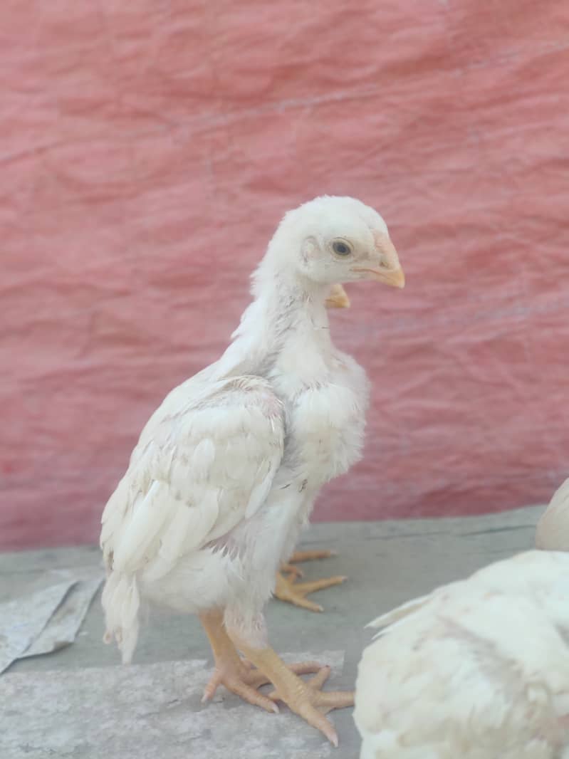 Indian parrot beak male pure Tamil old bloodline. chicks bhi available 5