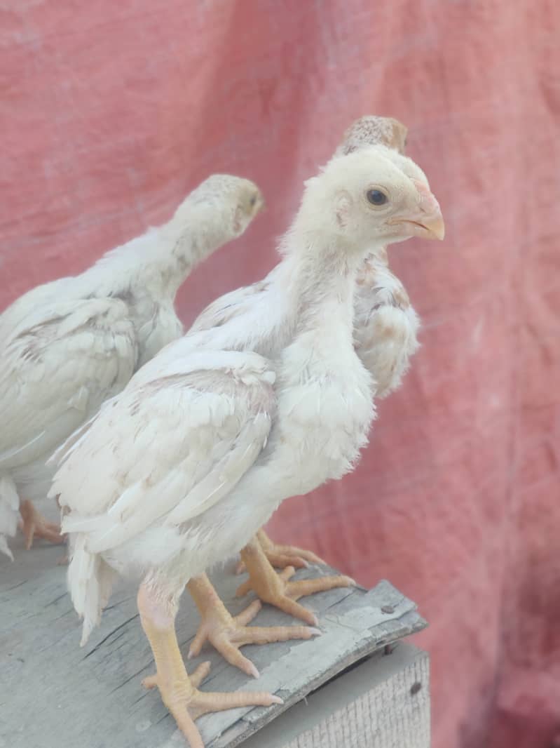 Indian parrot beak male pure Tamil old bloodline. chicks bhi available 6