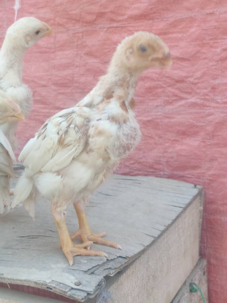 Indian parrot beak male pure Tamil old bloodline. chicks bhi available 7