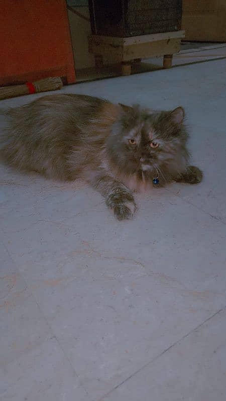 Cat for sale in Okara 0