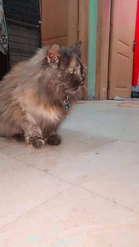 Cat for sale in Okara 2