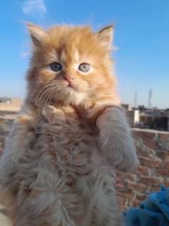 Persian Kitten | Fawn Color | Tripple Coated Kittens