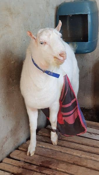 Goats / breeader bakray /gulabi bakry / bakry for sales 1