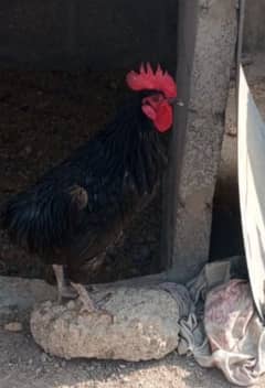 Australorp Male hen