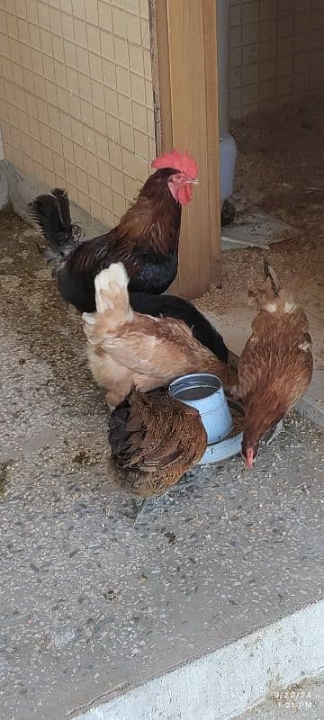 golden misri Desi eggs laying hens 0