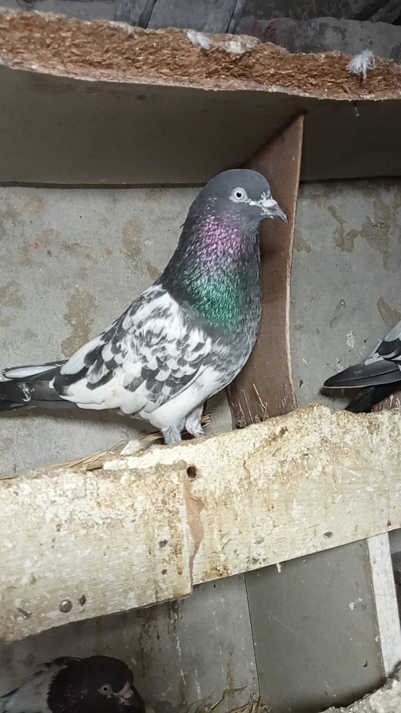 Taddy pigeon 2