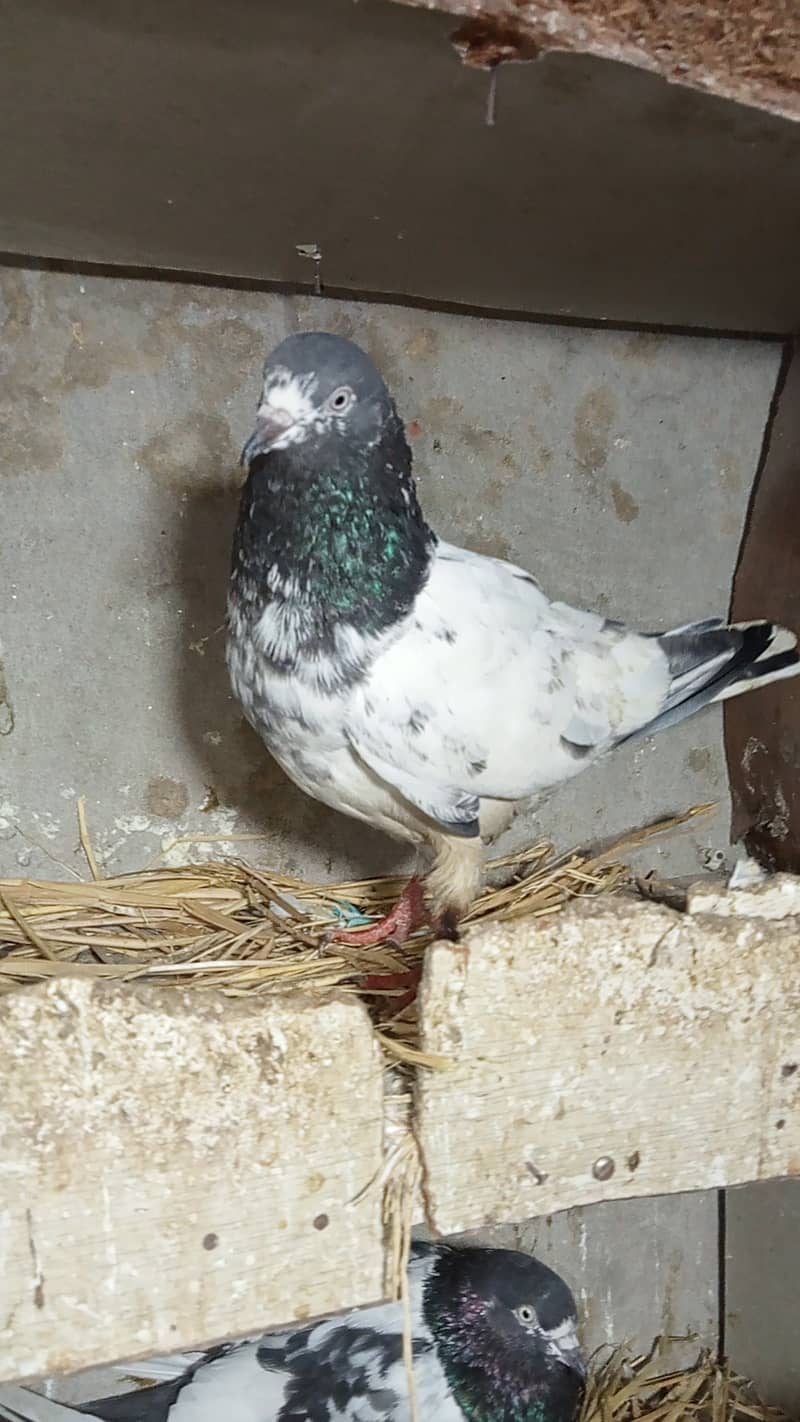 Taddy pigeon 4