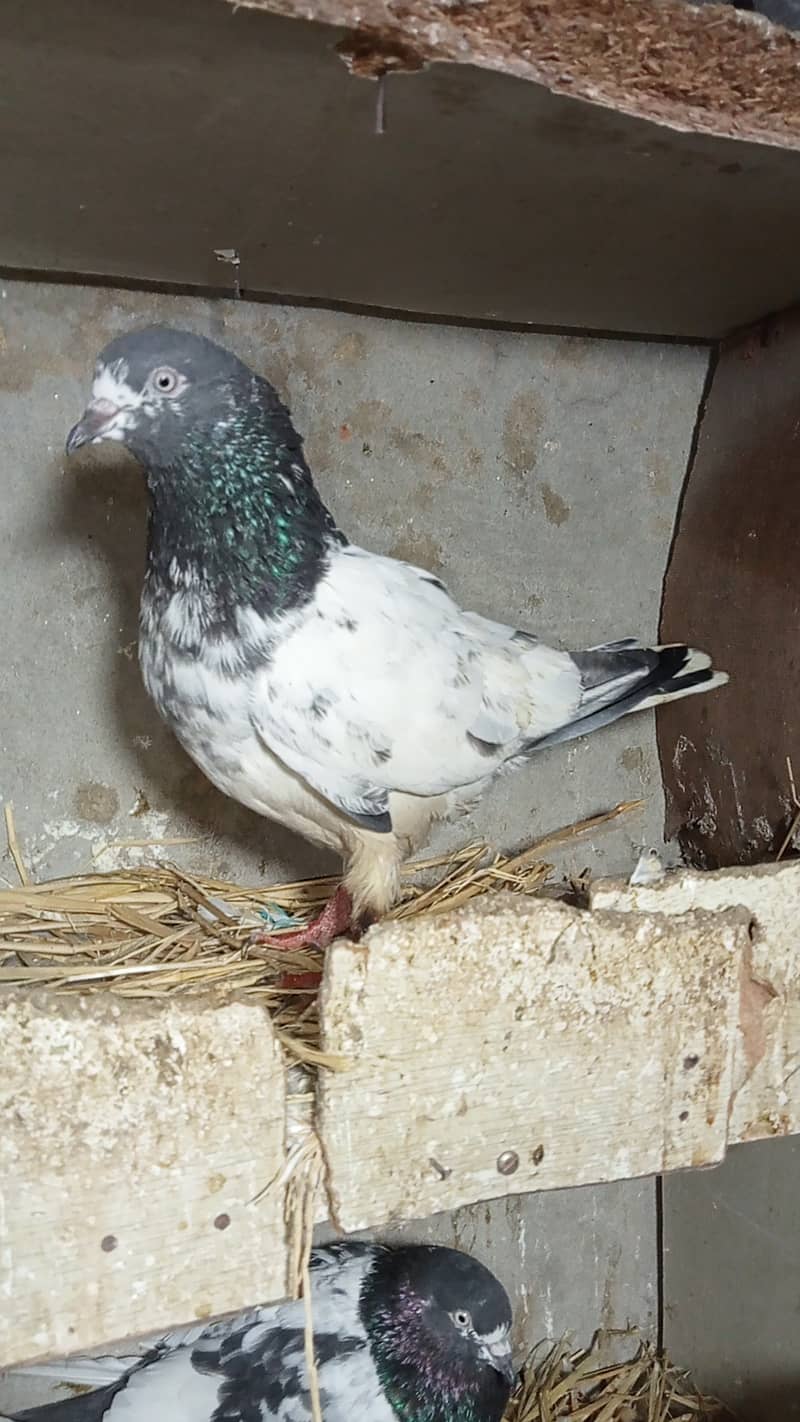 Taddy pigeon 5