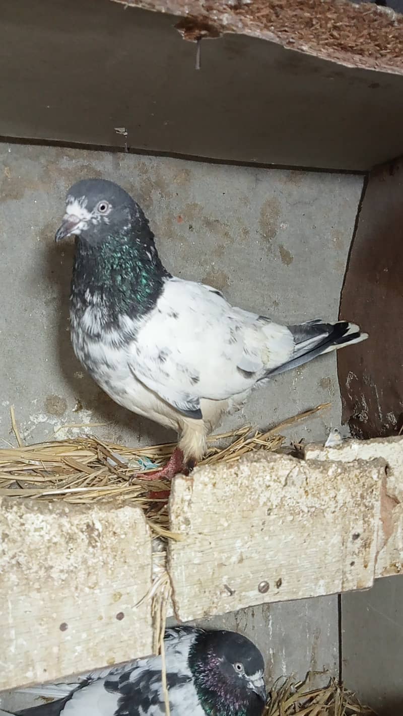 Taddy pigeon 6