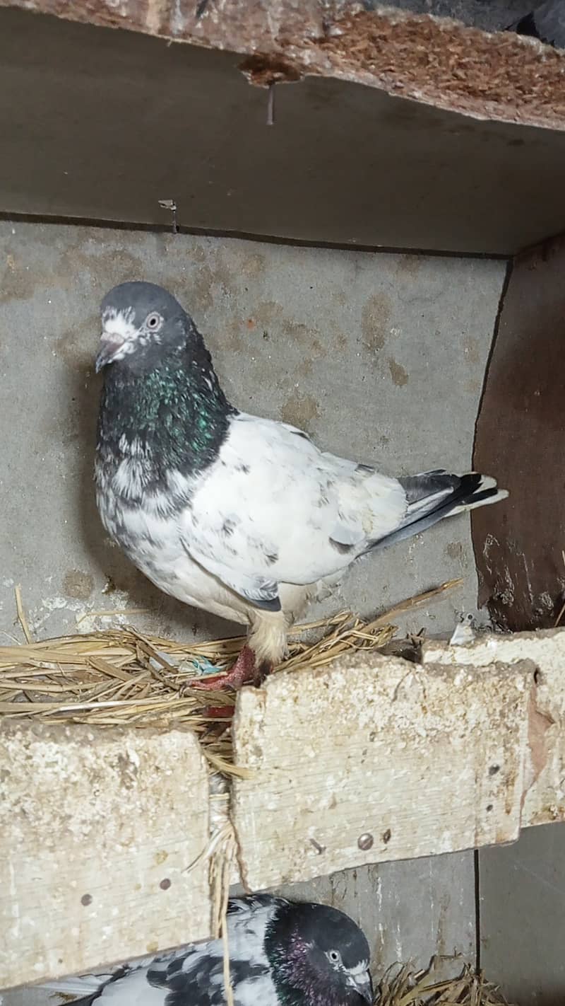 Taddy pigeon 7