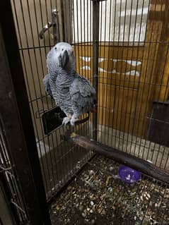 African grey semi tamed male with cage