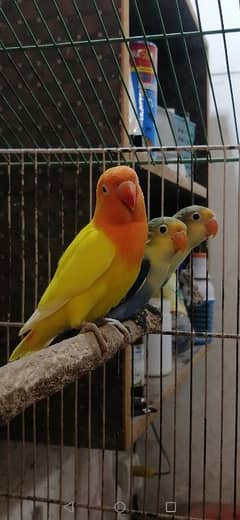 Lovebird Pathay