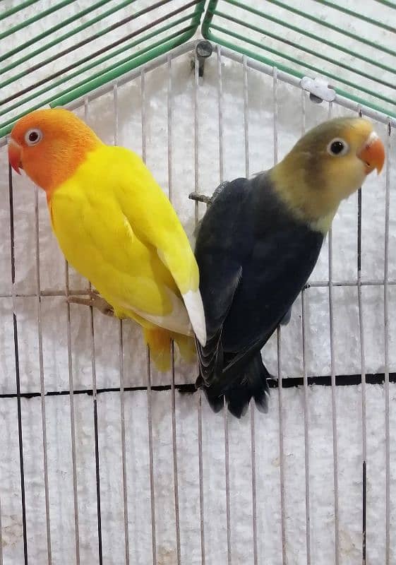 Lovebird Pathay 6