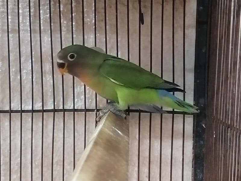 Lovebird Pathay 8