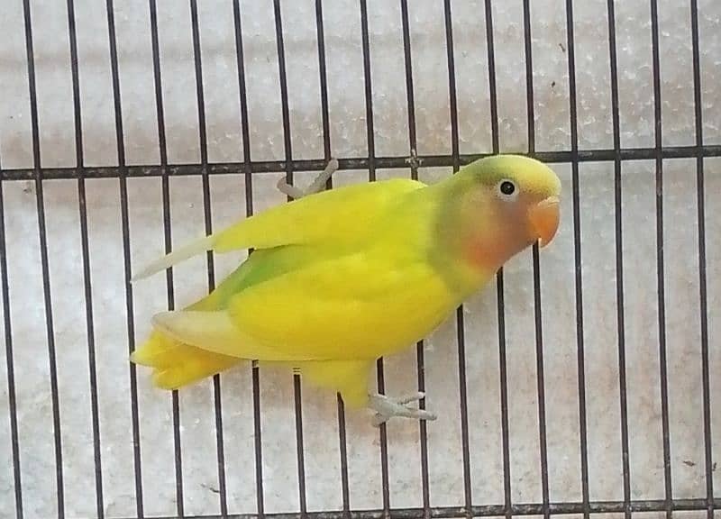 Lovebird Pathay 9