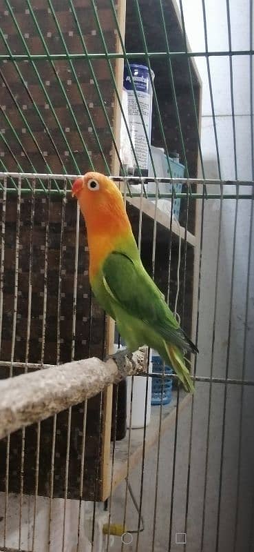 Lovebird Pathay 12