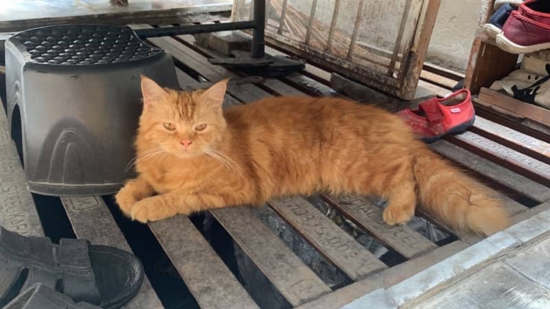 Female Ginger Cat 1