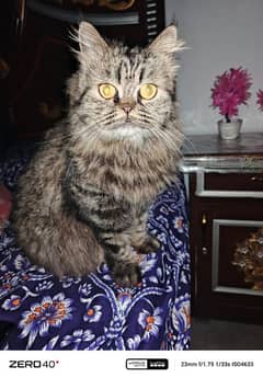 reall Persian cat