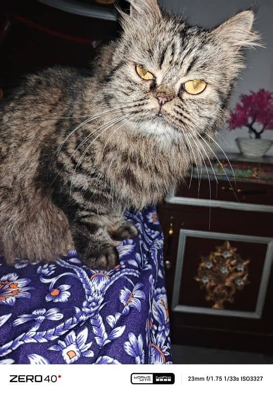 reall Persian cat 1