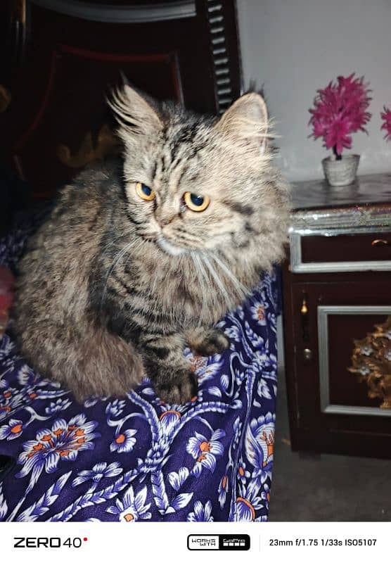 reall Persian cat 3