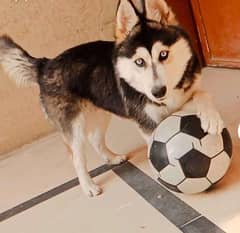 Husky male blue eyes vaccinated