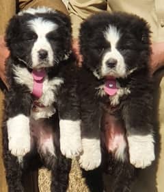 Bakarwal dogs pair age 2 month havey bone for sale