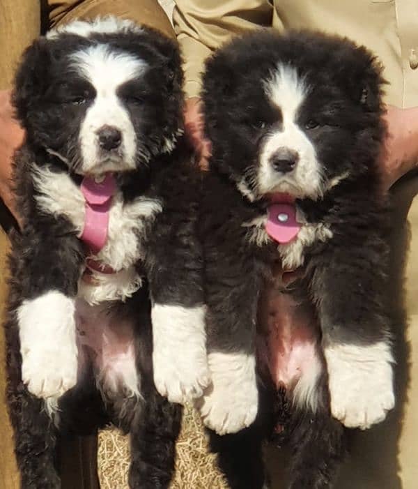 Bakarwal dogs pair age 2 month havey bone for sale 0