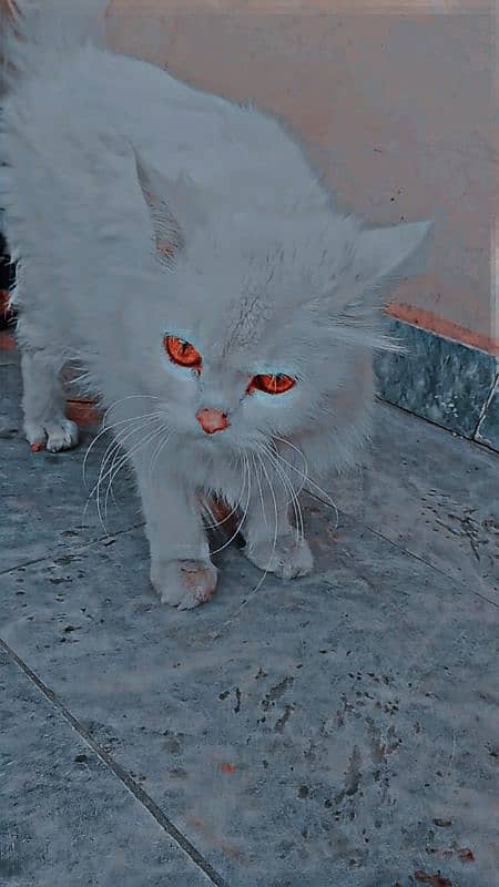 white Persian cat 0