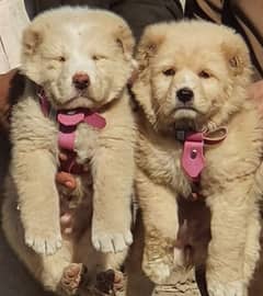 Bakarwal dogs pair male female age 2 month havey bone for sale