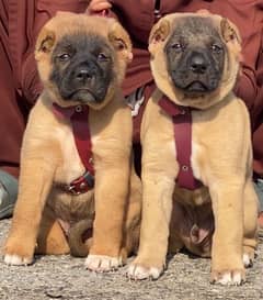 Kurdish kangal pair male female age 2 month havey bone for sale