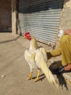 parot beak cross he mianwal breed ke sath