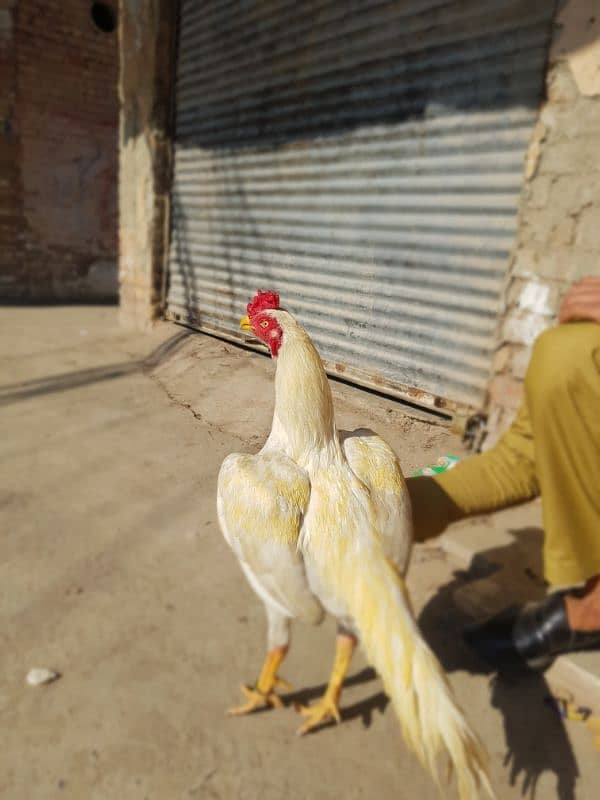 parot beak cross he mianwal breed ke sath 1