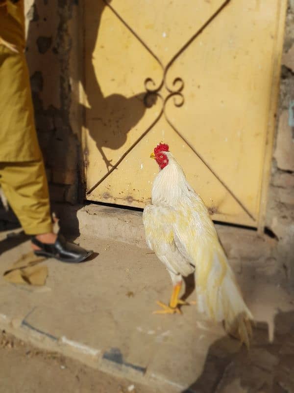 parot beak cross he mianwal breed ke sath 2