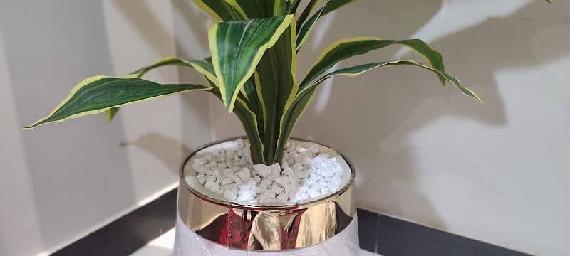 plant with pot in extremely good condition 4