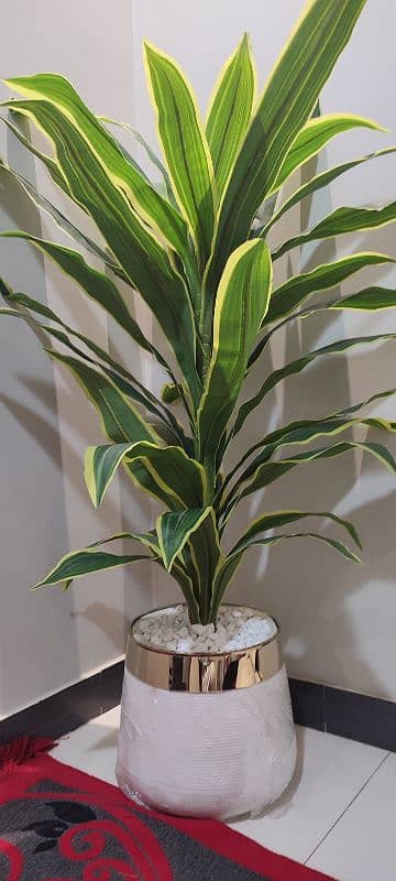 plant with pot in extremely good condition 6