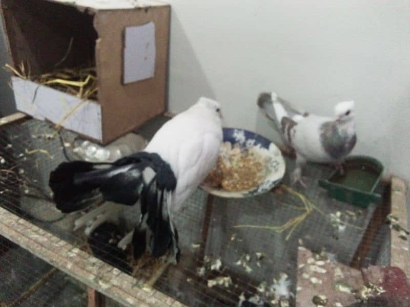 fancy pigeon lakkah 0