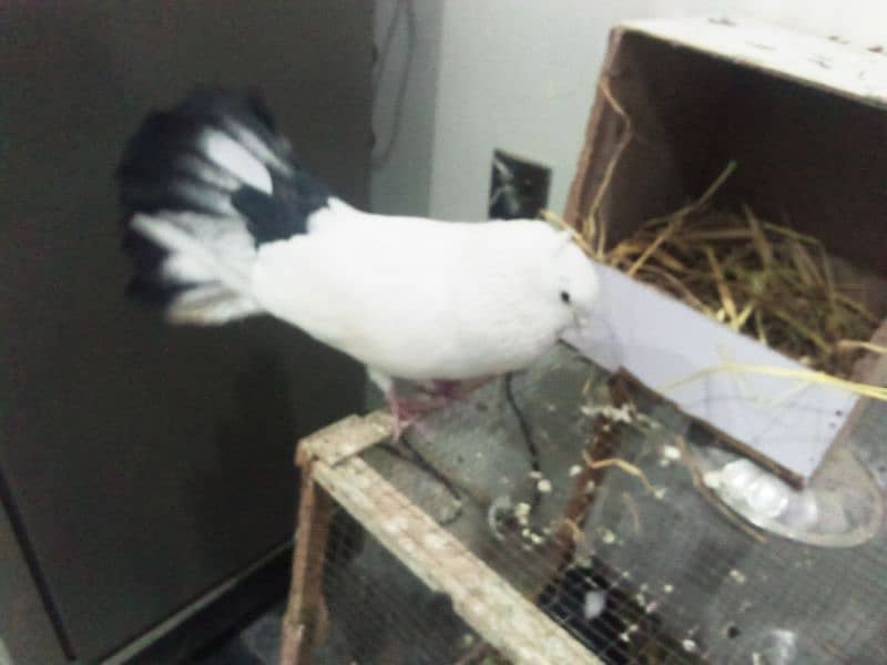 fancy pigeon lakkah 1