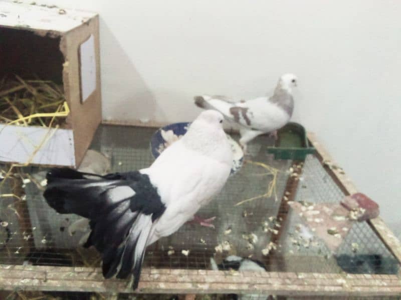 fancy pigeon lakkah 2