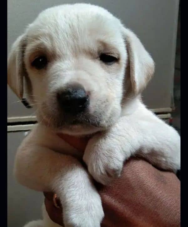 labra male puppy for sale *0327*1031421*Whatsapp number 0