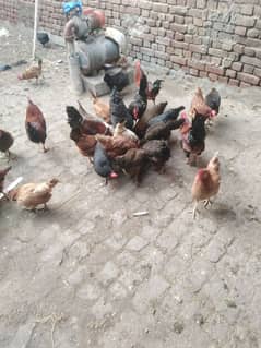 Eggs laying hens for sale