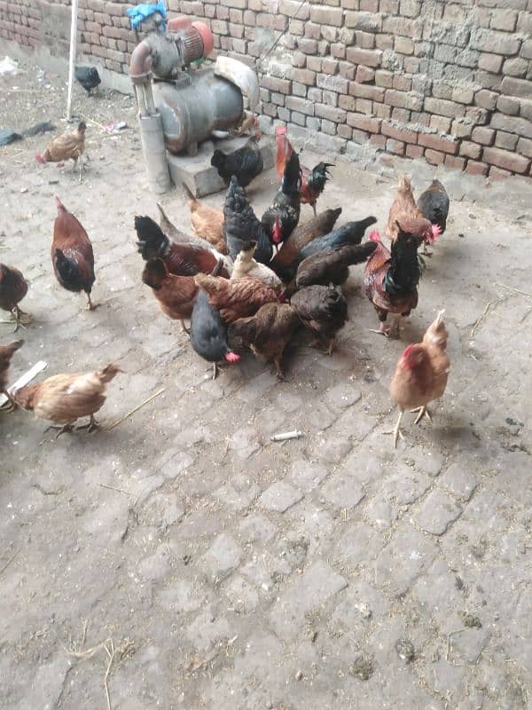 Eggs laying hens for sale 0