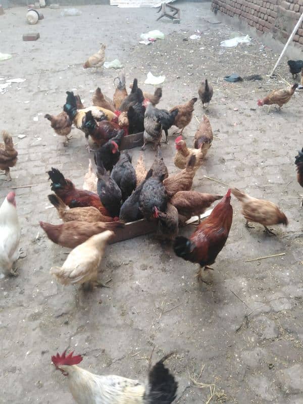 Eggs laying hens for sale 1