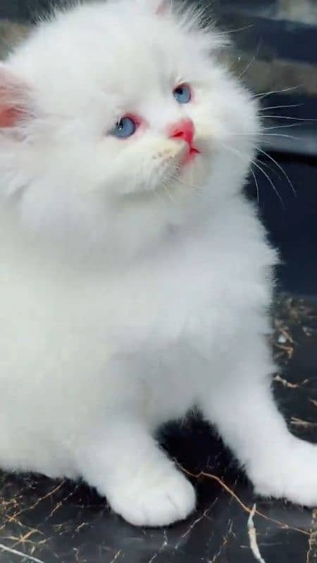 beautiful persian female kitten for sale 0